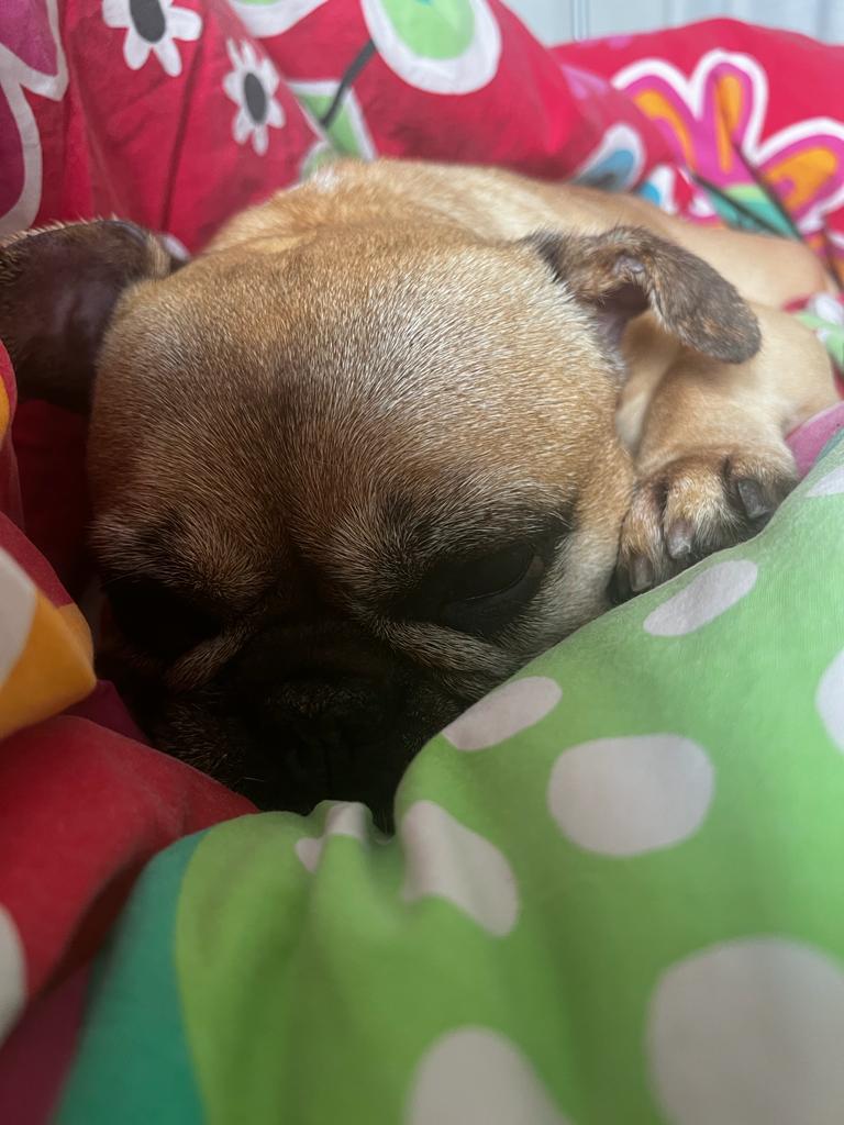 Foto van Stella, een Franse bulldog
